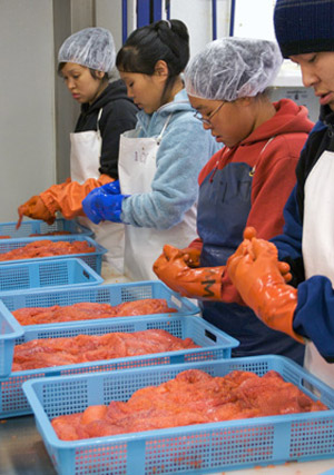 roe workers youth employment program